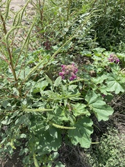 Proboscidea parviflora