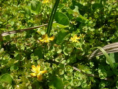 Hypericum anagalloides