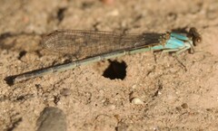 Argia apicalis