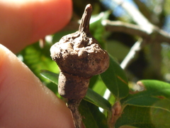 Heteroecus sanctaeclarae