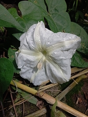 Ipomoea alba