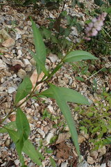 Persicaria