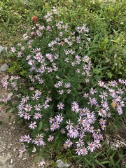 Eucephalus engelmannii