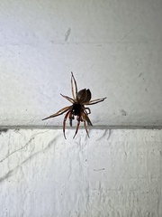 Trachelas tranquillus