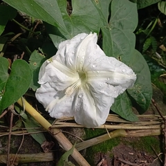 Ipomoea alba