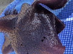 Chondracanthus exasperatus