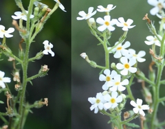 Chaenostoma campanulatum