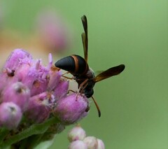 Pachodynerus erynnis
