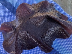 Chondracanthus exasperatus