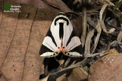Attatha regalis