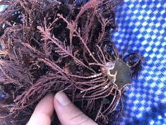 Corallina officinalis