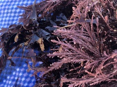 Corallina officinalis