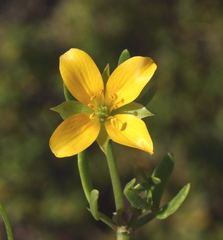 Roepera billardierei