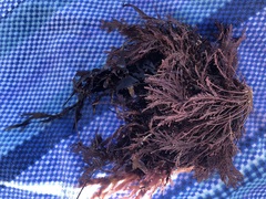 Corallina officinalis