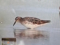Calidris acuminata