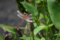 Libellula