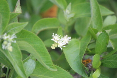 Croton ciliatoglandulifer