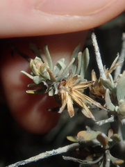 Cratystylis subspinescens