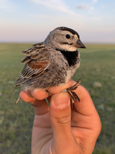 taxonomy_inaturalist image for Calcarius mccownii