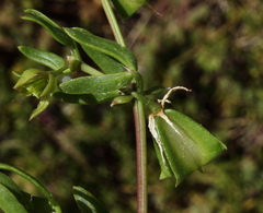 Roepera billardierei
