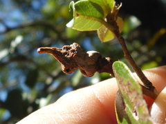 Heteroecus sanctaeclarae