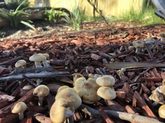 Agrocybe praecox