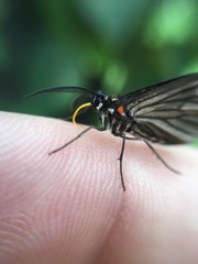 Sangalopsis microleuca