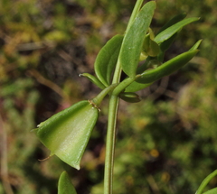 Roepera billardierei