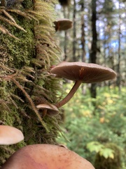 Kuehneromyces lignicola