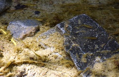 Hesperoleucus symmetricus