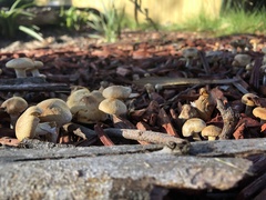 Agrocybe praecox
