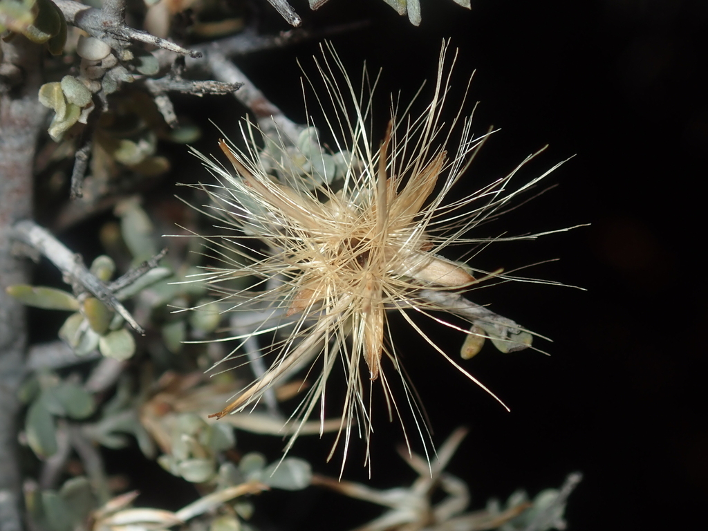 Cratystylis subspinescens