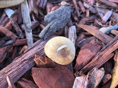 Agrocybe praecox