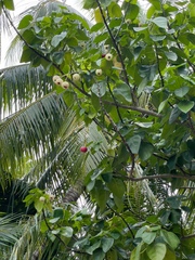 Hernandia nymphaeifolia