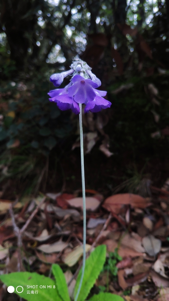 Primula flaccida
