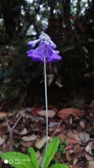 Primula flaccida