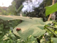 Henosepilachna vigintioctopunctata