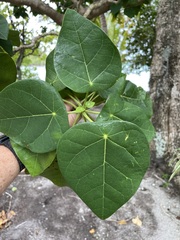 Hernandia nymphaeifolia