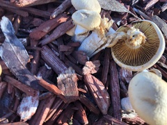 Agrocybe praecox