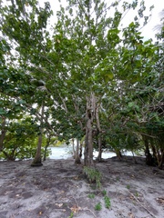 Hernandia nymphaeifolia