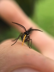 Sangalopsis microleuca
