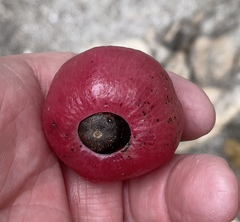 Hernandia nymphaeifolia