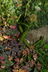 Penstemon confertus