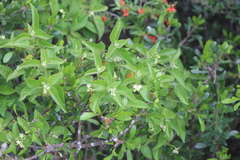 Croton ciliatoglandulifer