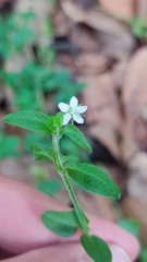 Moehringia
