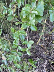 Archidasyphyllum diacanthoides