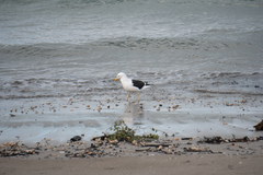 Larus dominicanus dominicanus