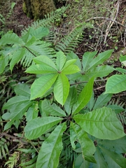 Schefflera digitata