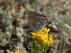 Satyrium behrii