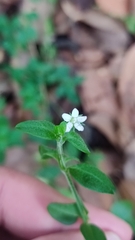 Moehringia